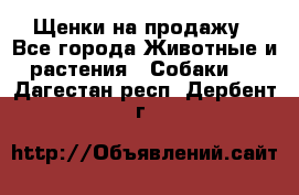 Щенки на продажу - Все города Животные и растения » Собаки   . Дагестан респ.,Дербент г.